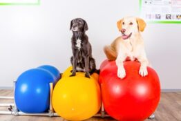 zwei Hunde liegen auf Bällen in einer Praxis